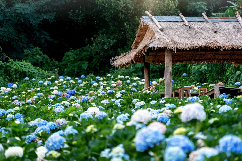 Hydrangea flower field in Chiang mai, Thailand.