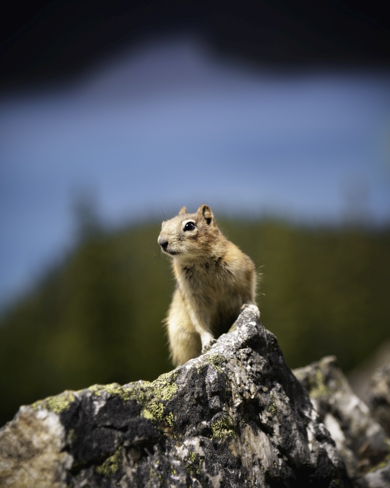 A golden-mantled ground squirrel poses atop a rock infront of Peyto Lake along the Icefields Parkway of Banff National Park.