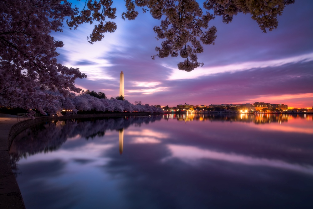 Blue hour at the Tidal Basin featuring the famous springtime Cherry Blossoms of Washington DC.