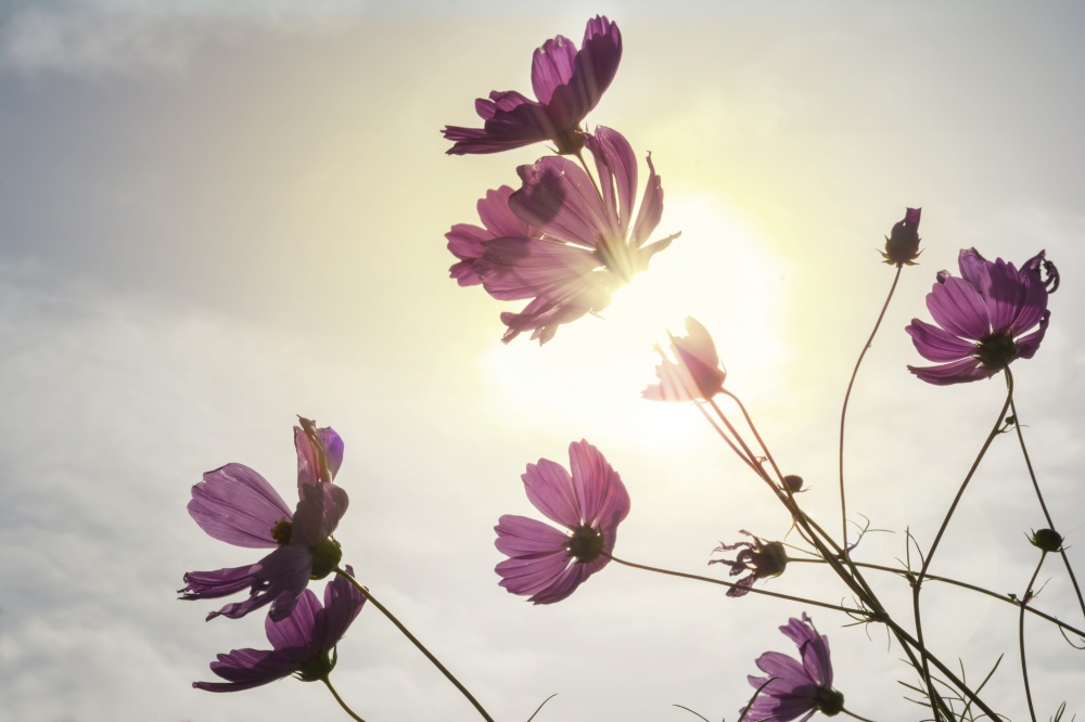 Purple Cosmos Flowers Viewed From The Ground Towards Blue Sky With Sun Flare.
