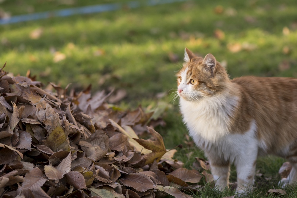 Brown cat at outdoor autumn grass field, beside dry leaves
