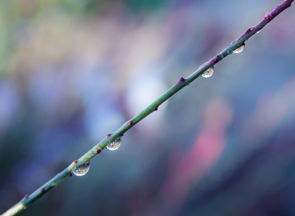 Tree Branch with water drops