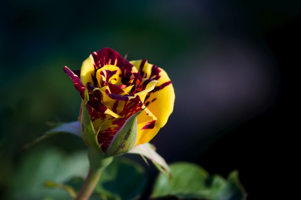 Yellow Rose with red Stripes