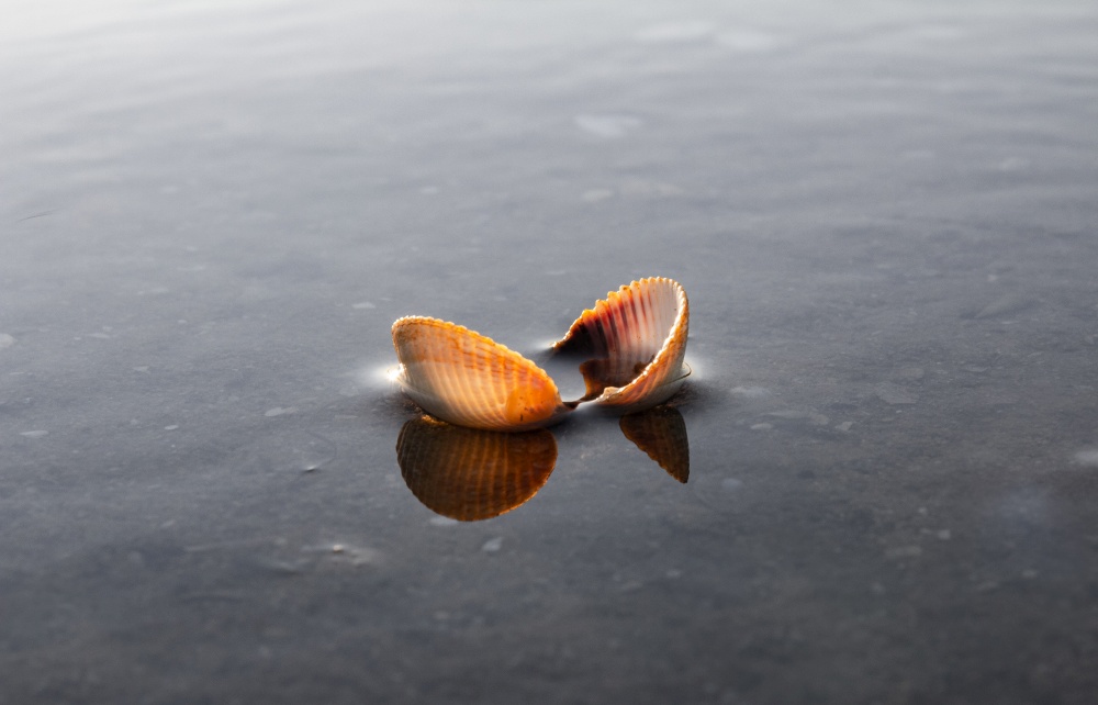 Small Sea shell in shallow water