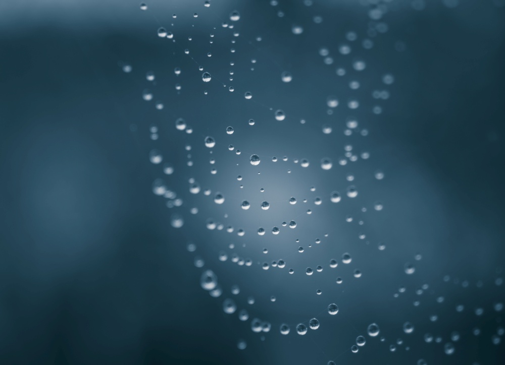 Water Drops on the Spider web
