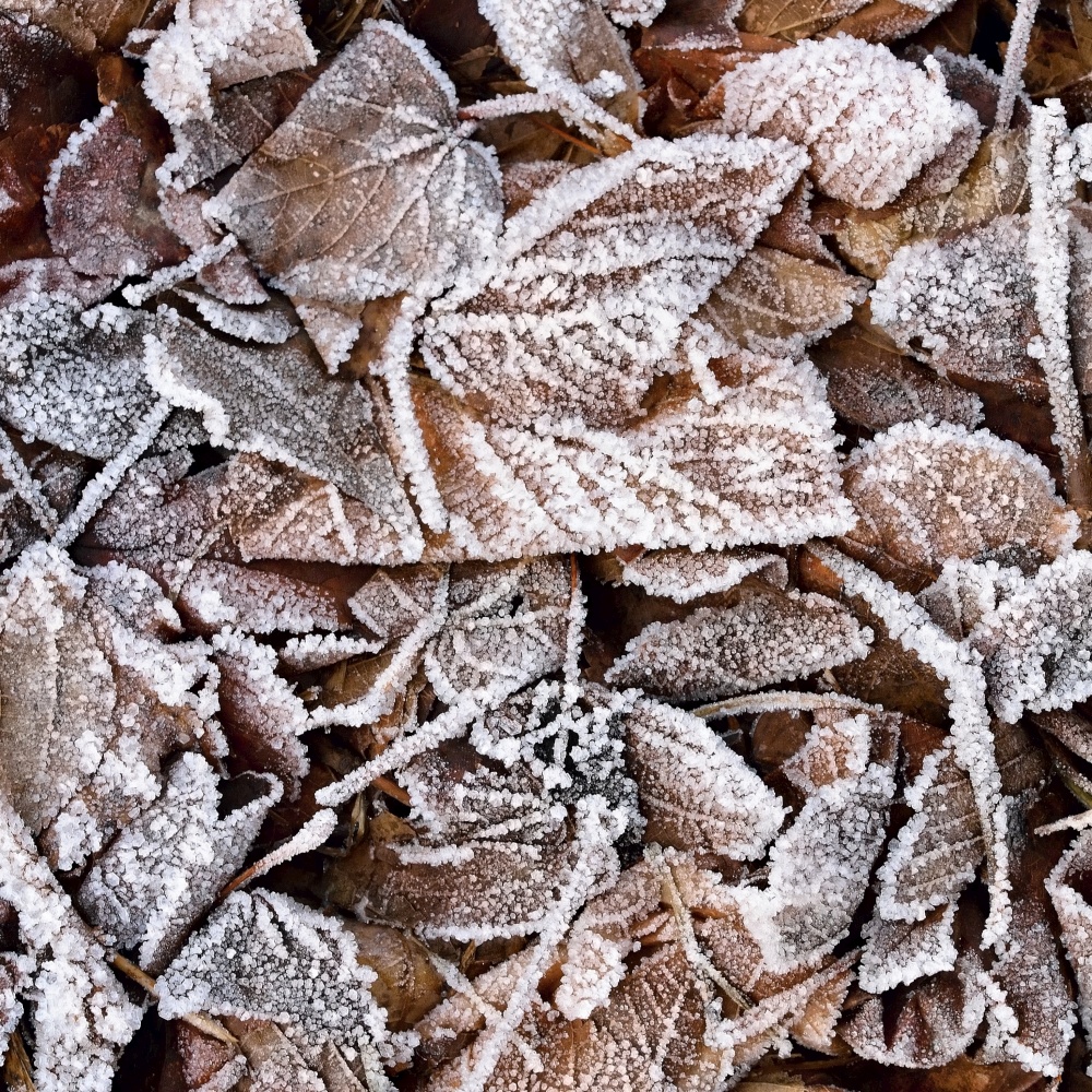 Frozen leaves. Beautiful winter nature background.