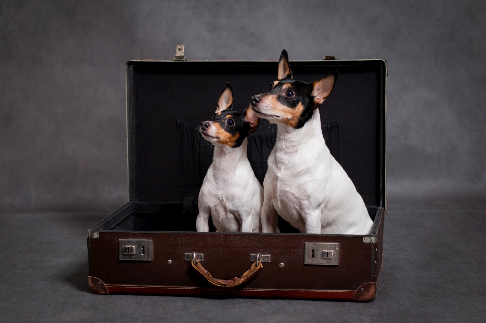 Two small breed dogs American toy fox terrier in a brown suitcase on a gray background indoors in the studio. Two dogs in a brown suitcase