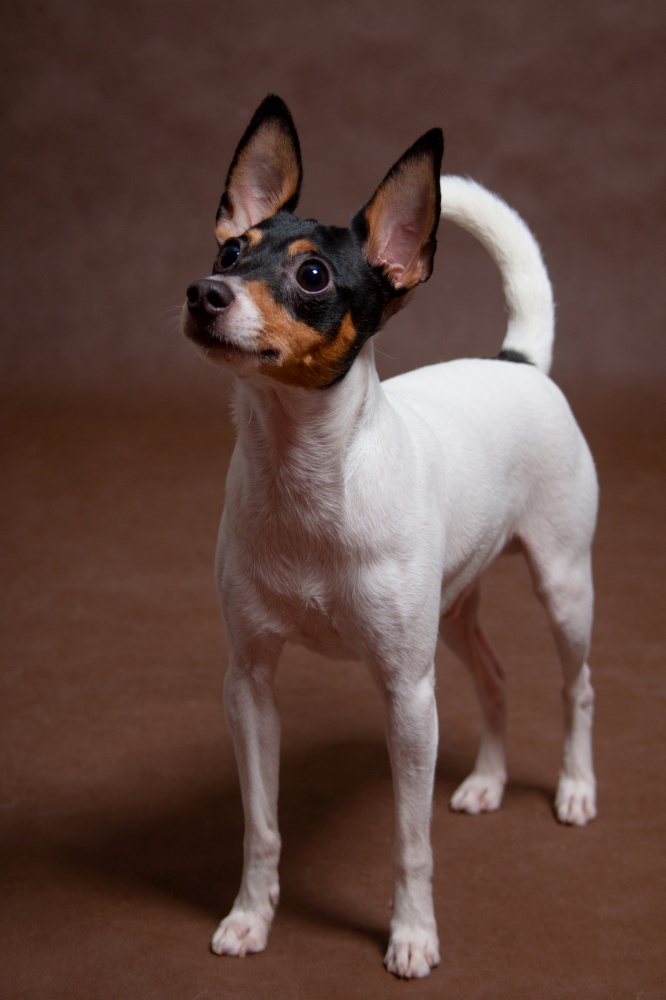 A small white with black and red snout dog breed American that fox terrier on a brown background in the studio. Dog American Toy Fox Terrier