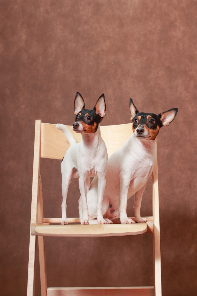 Two small white-red-black dogs of the American Toy Fox Terrier breed on a wooden chair