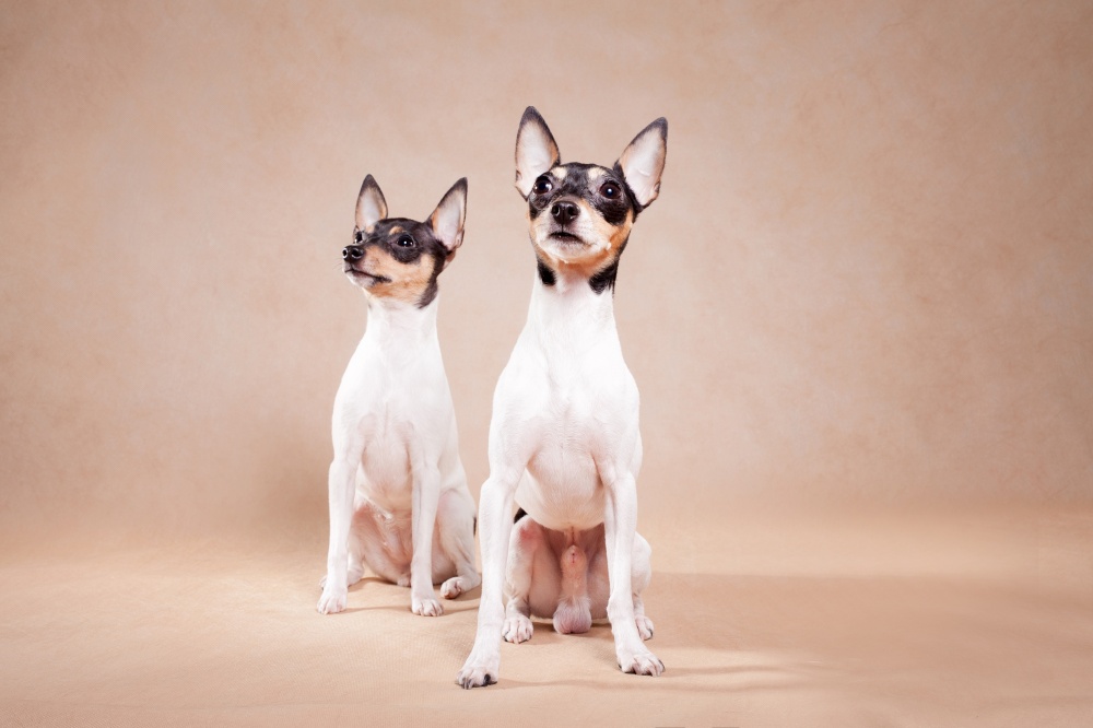 Two dogs of breed the American Fox of that a terrier sit on a beige background