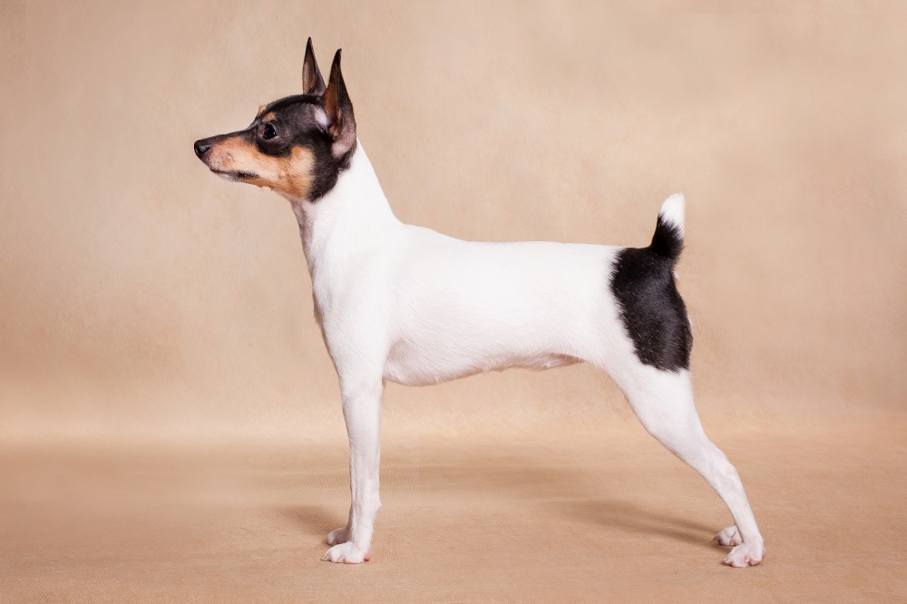 The American Fox of that a terrier costs in a rack on a beige background
