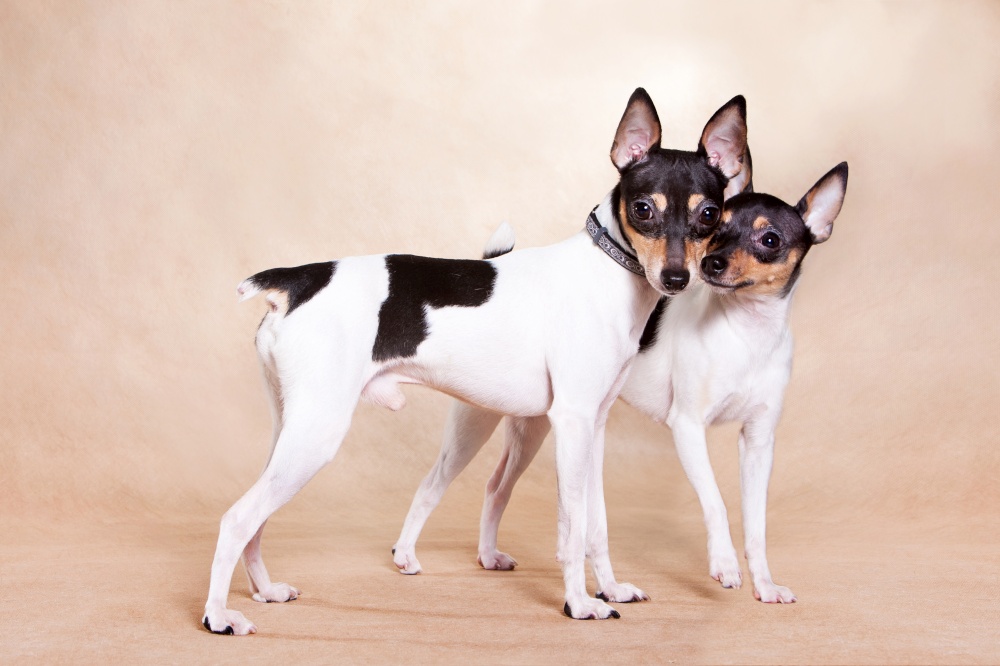 Two American those Fox of a terrier stand on beige background
