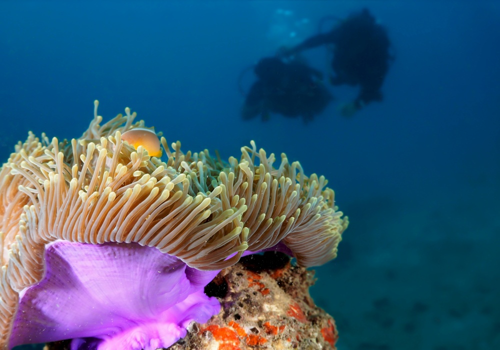Beautiful anemone with scuba divers in the background