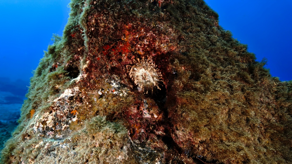 Anemone underwater