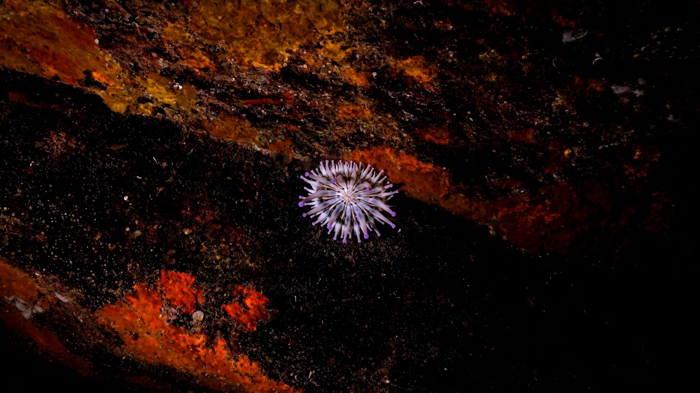 Anemone inside a cave