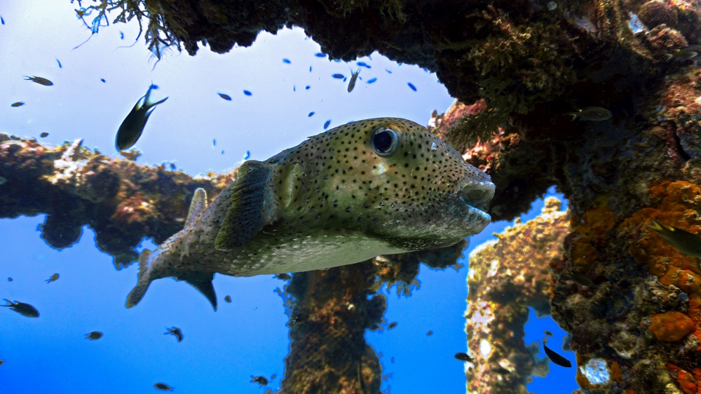 Puffer fish at artificial coral reef