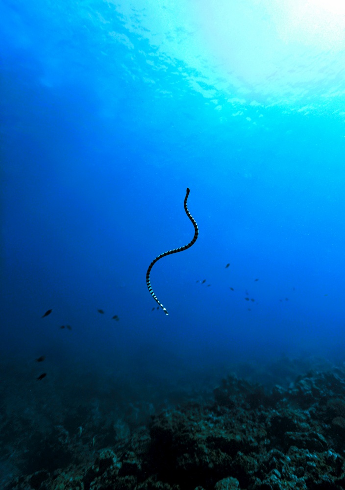 Banded Sea Snake in the blue ocean