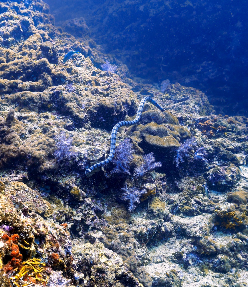 Banded Sea Snake at Coral reef