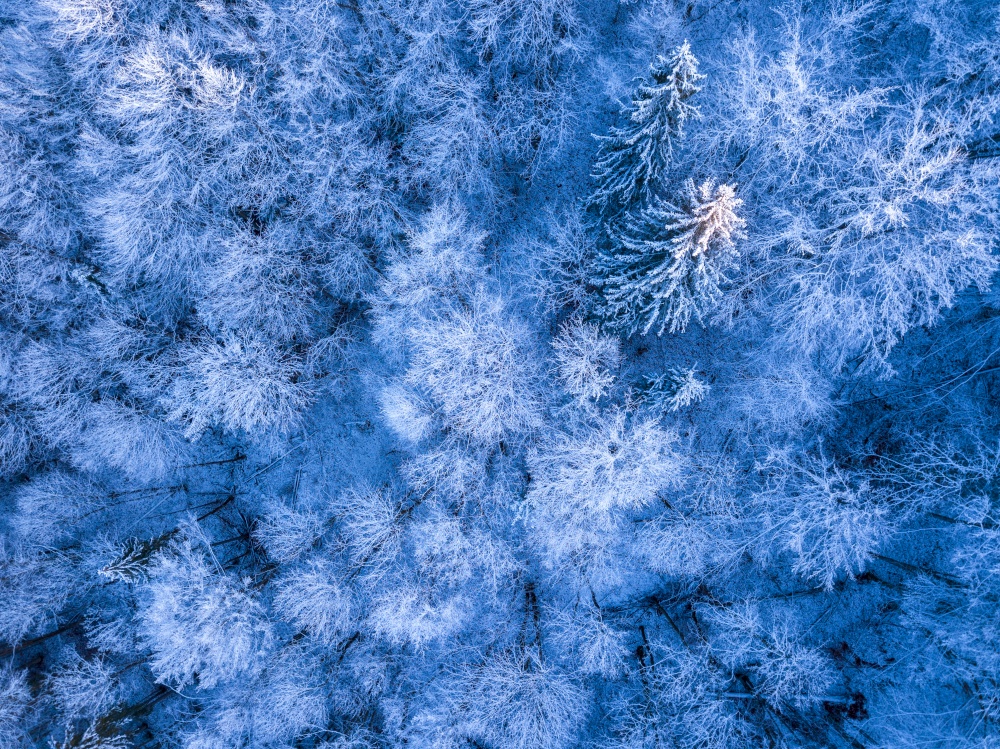 Wild spruce forest in the beginning of winter. Rime and snow on the ground and branches. Top view vertically down. Hoarfrost and Snow in the Spruce Forest. Aerial View