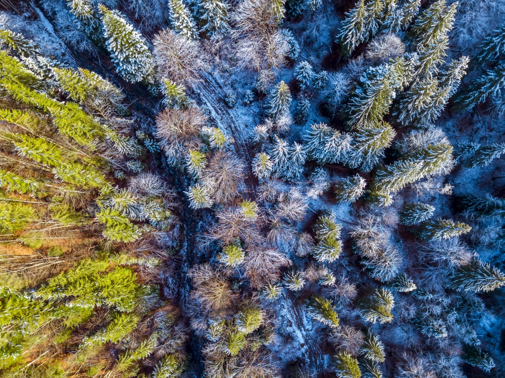 Spruce forest in the beginning of winter. Little trail. A snow on the ground and branches. Top view vertically down. Trail and Snow in the Spruce Forest. Aerial View