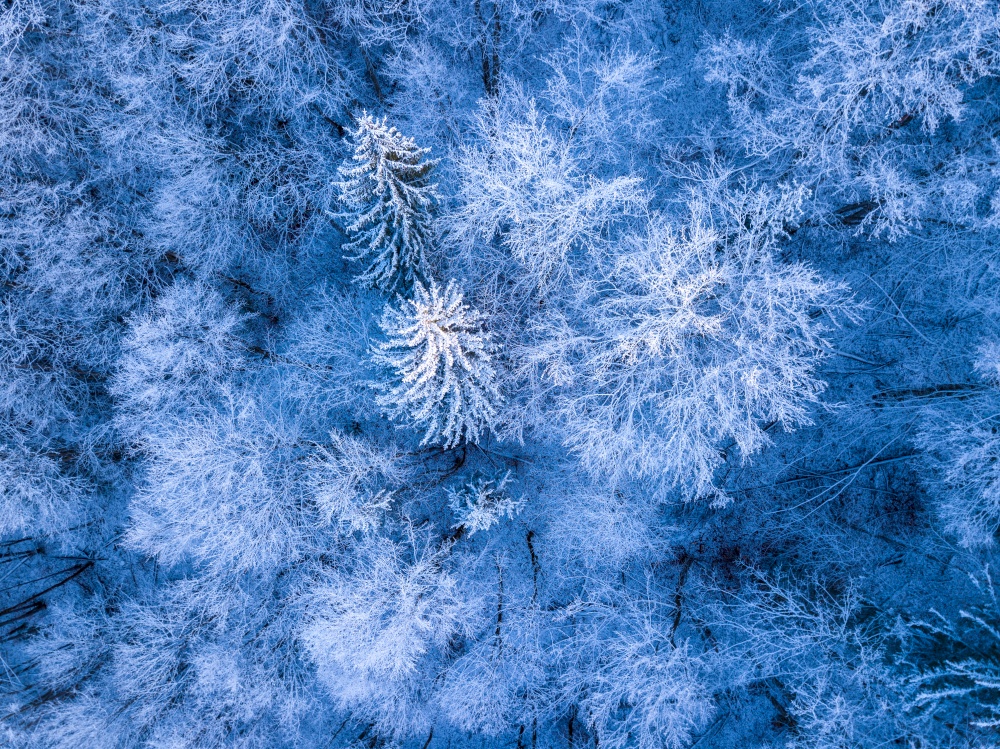 Forest in the beginning of winter. Rime and snow on the branches. Top view vertically down. Hoarfrost and Snow in the Forest. Aerial View