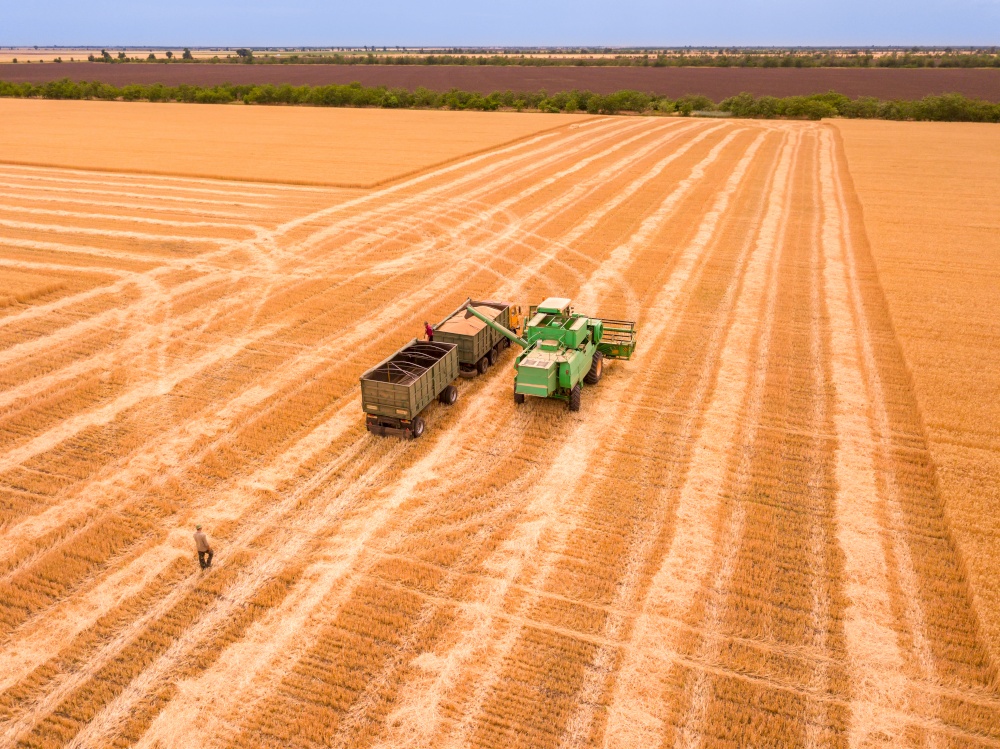 A summer day in the field. Harvesting of cereals. The combine unloads the harvested grain into the truck body. Aerial view. Harvester Unloads the Crop into a Truck. Aerial View