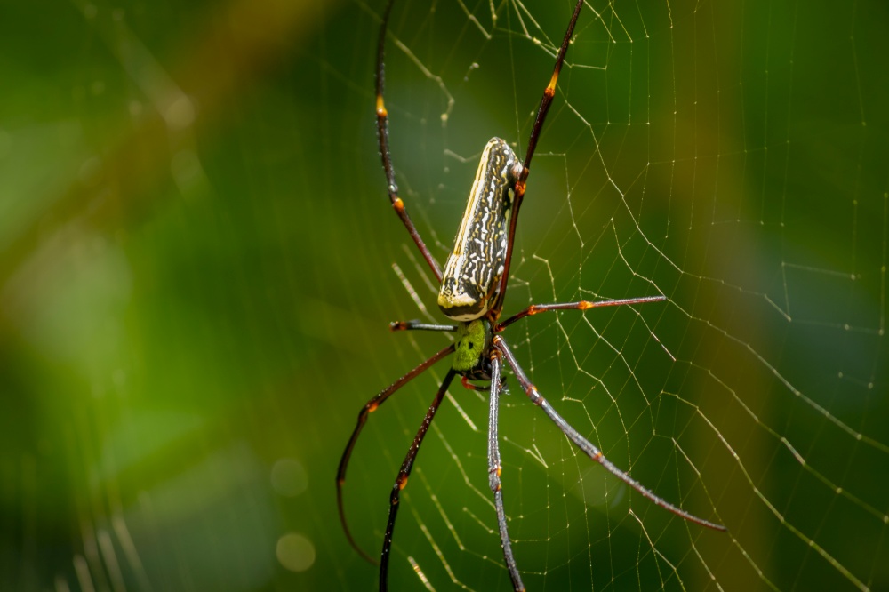 Red-Legged Golden Orb Spider Close up, sunlight hitting on its body, forest background.