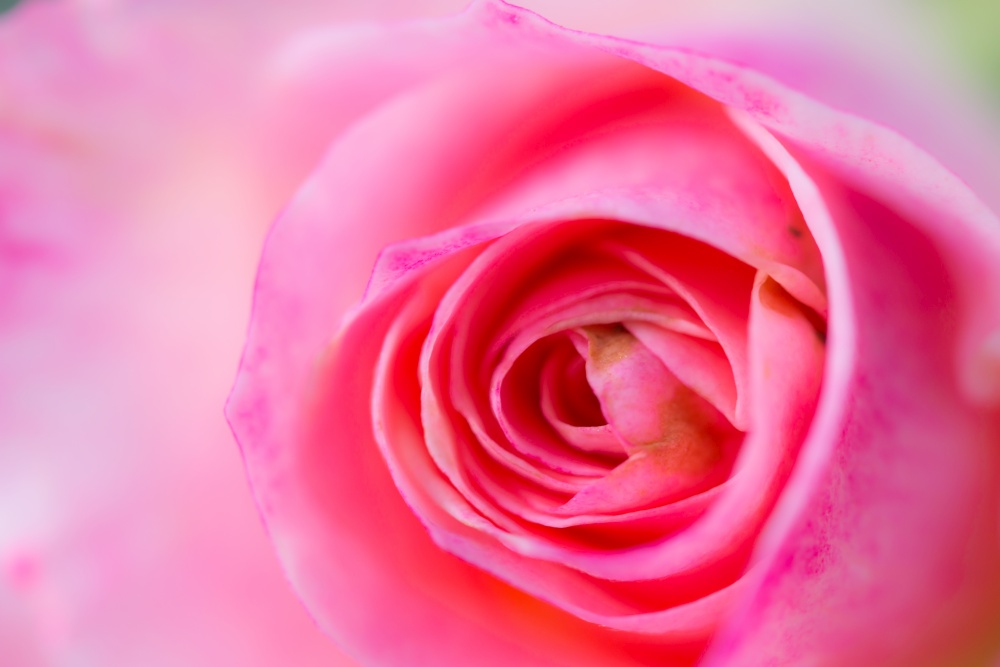 Close up beautiful pink rose flower background,wedding background. Soft blur focus