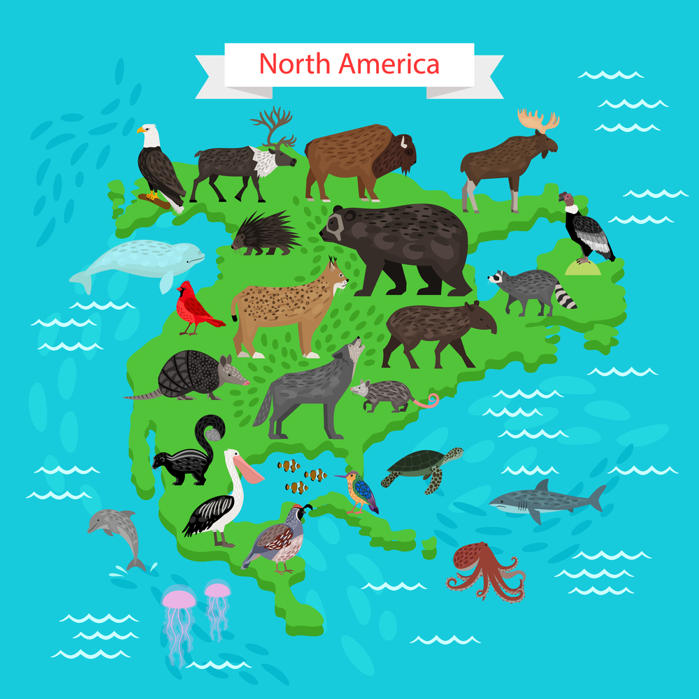 Different animals and birds on North America Map