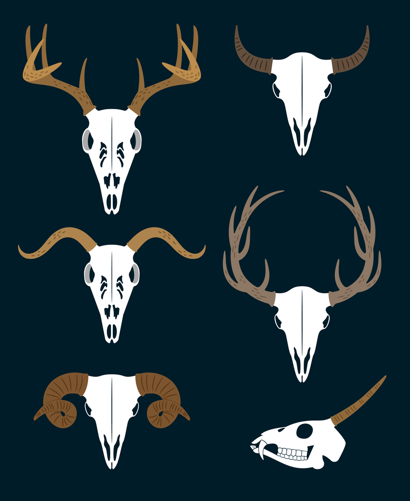 Collection of isolated different horned animal&rsquo;s white skulls vector illustration