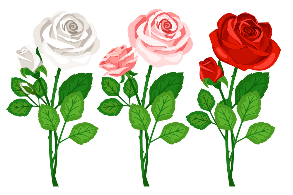 Cute pink, red bouquets with roses isolated on white background