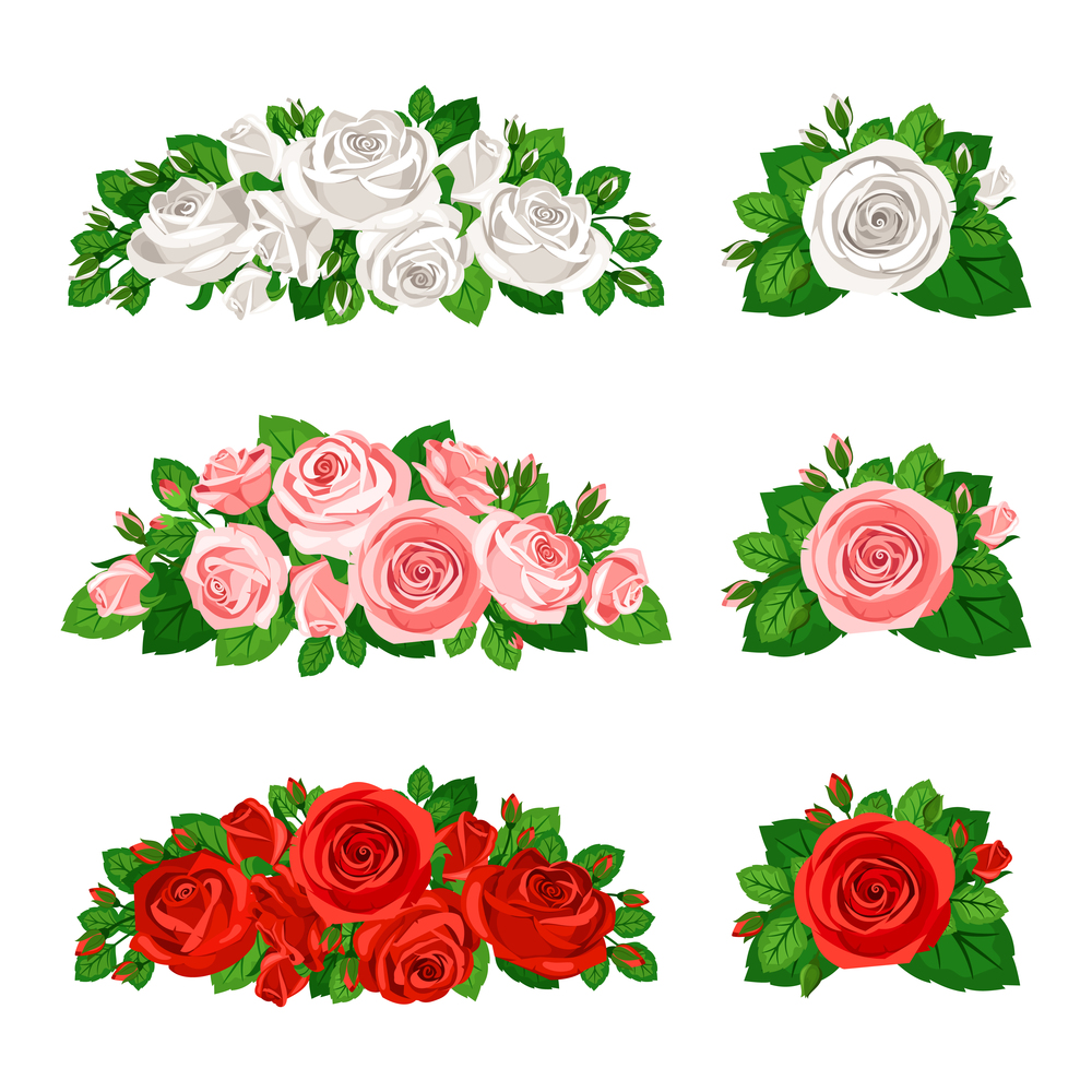 Beautiful roses with buds isolated on white background