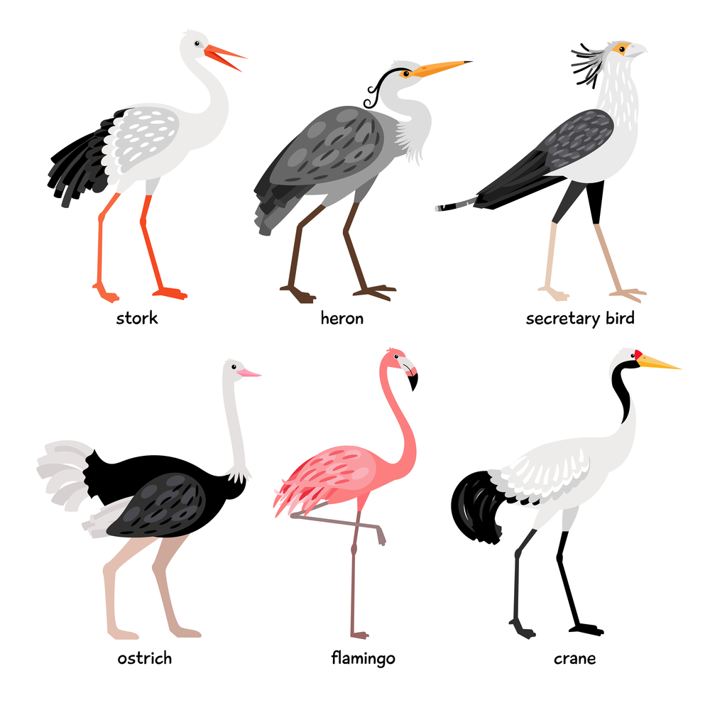 Wonderful collection consisting of nice leggy  colored birds