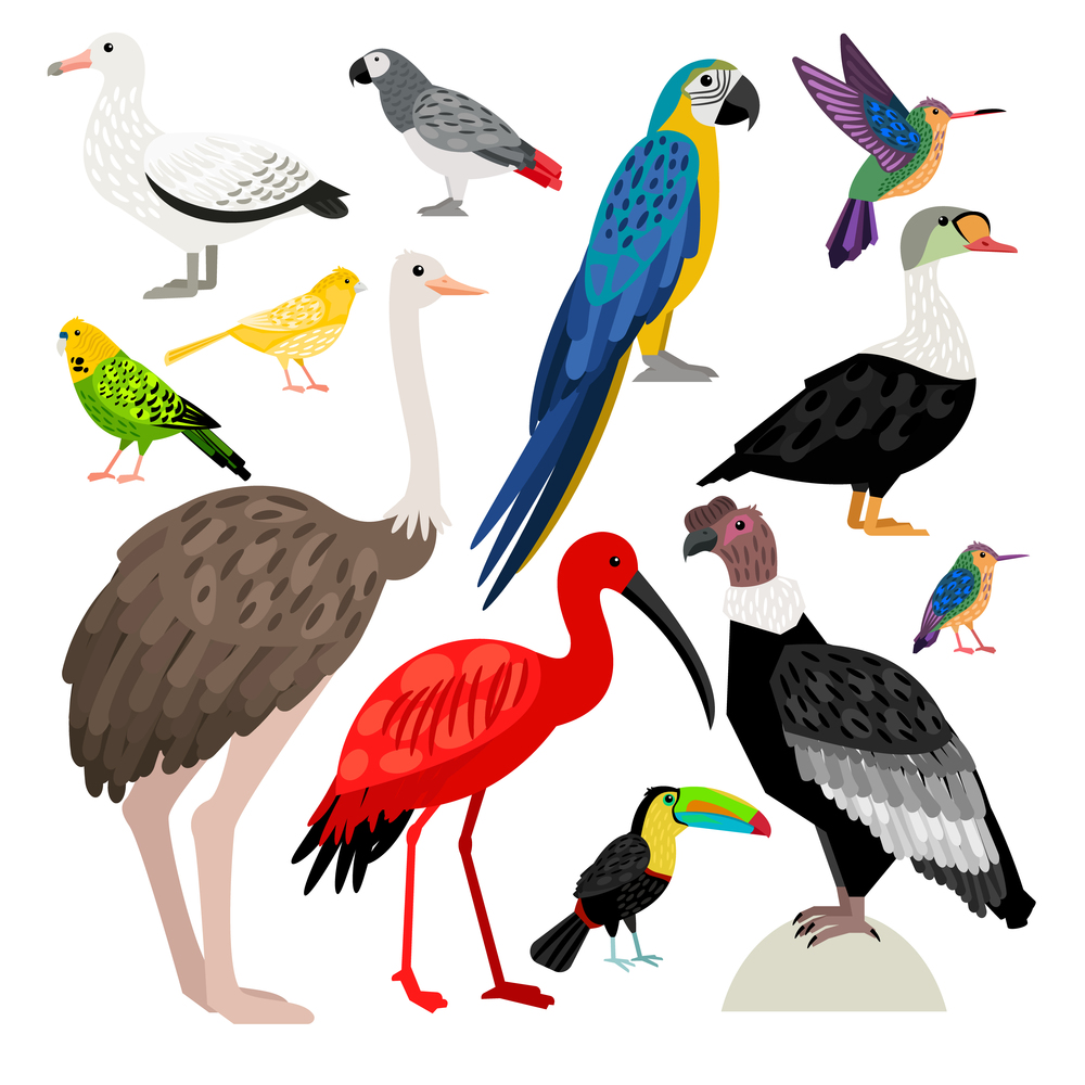 Beautiful set of colored birds. Albatross, colibri, toucan, parrot, ostrich, condor, ibis, eider, canary