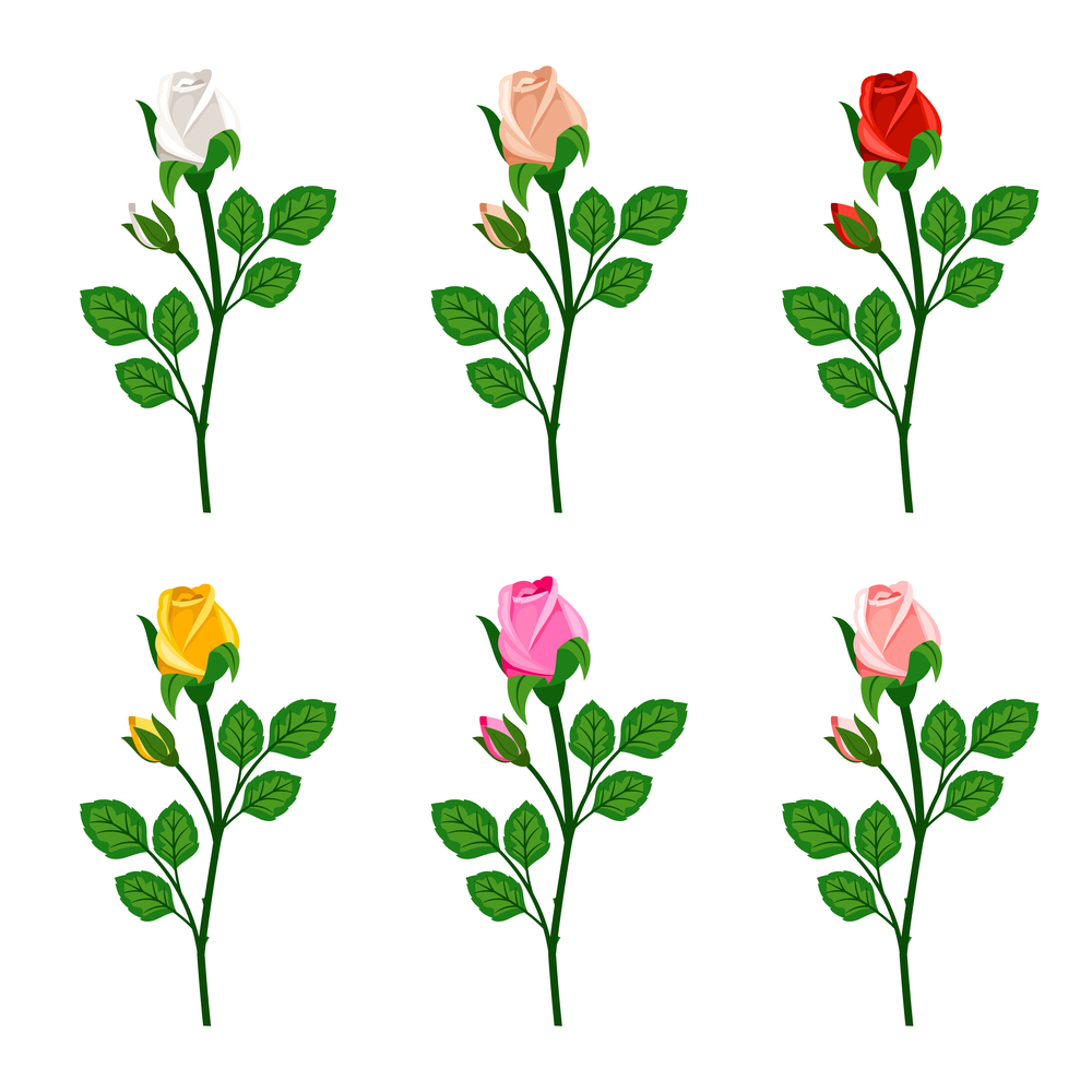Beautiful  roses with buds isolated on white background