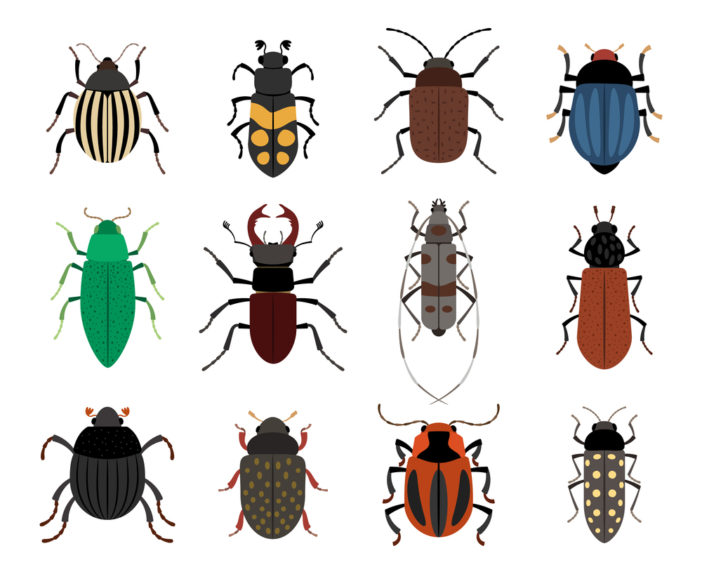 Collection of cute different beetles