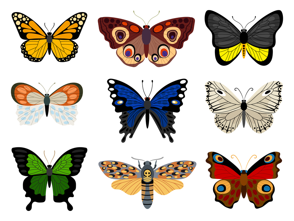 Vector collection of different colorful nice Butterflies