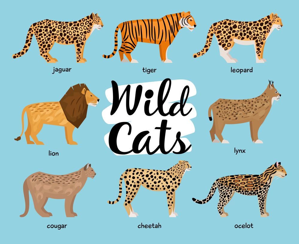 Collection of Wild cats in flat style