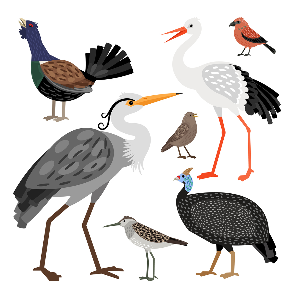 Various cartoon wild birds vector collection