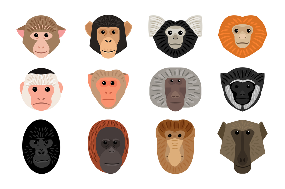 Cartoon Monkeys types icons collection vector illustration