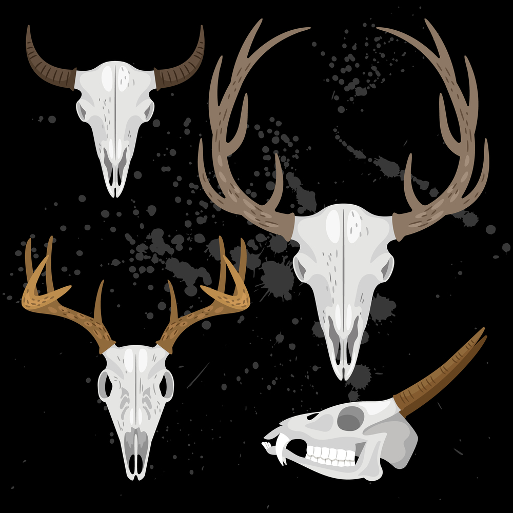Collection of skulls with horns of different animals