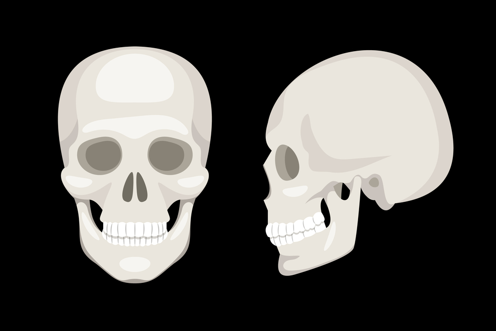 Human skull full face and profile on black background