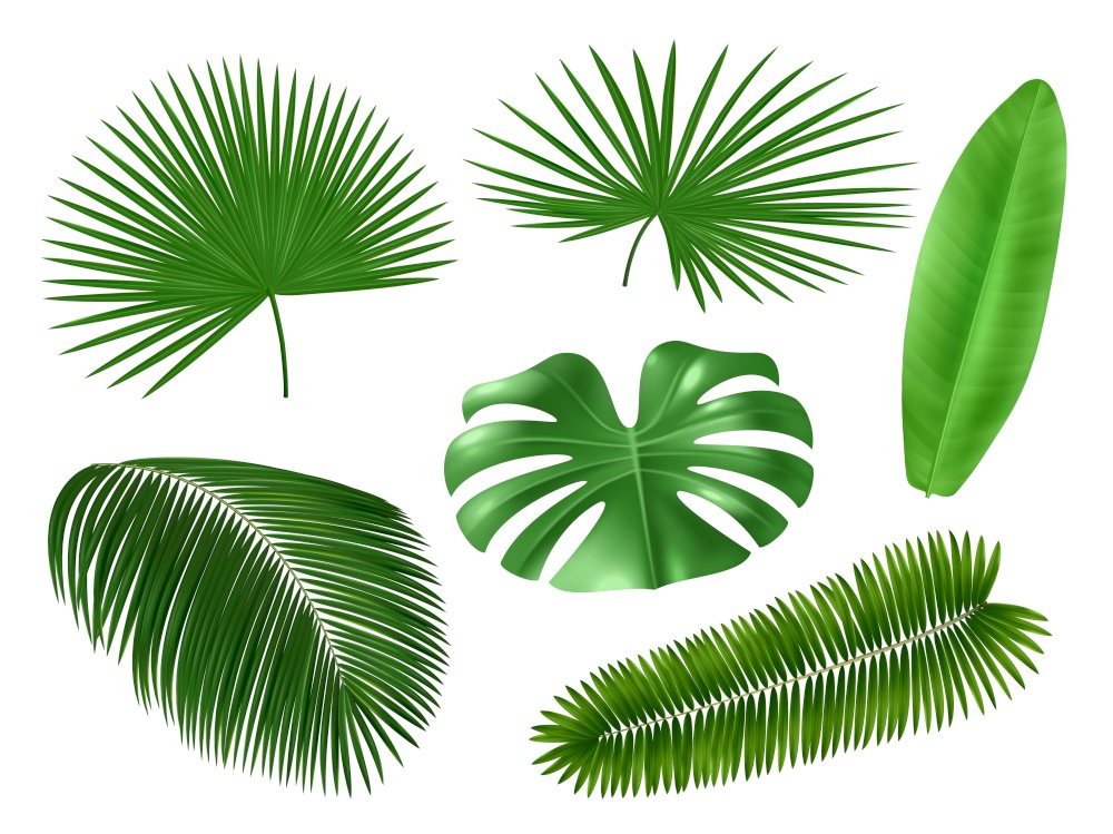 Realistic tropical leaves. Palm tree foliage, green exotic plants elements, monstera and coconut, jungle hawaiian summer nature. Vector plant design set on white background. Realistic tropical leaves. Palm tree foliage, green exotic plants elements, monstera and coconut, jungle hawaiian summer nature vector set
