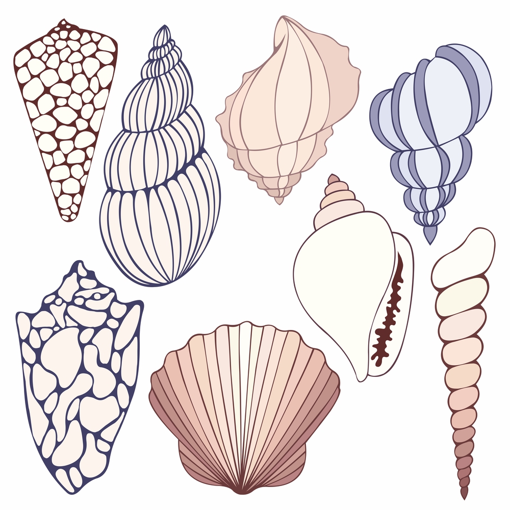 Seashells. Vector set of eight shells for design.. Seashells. Vector set for design