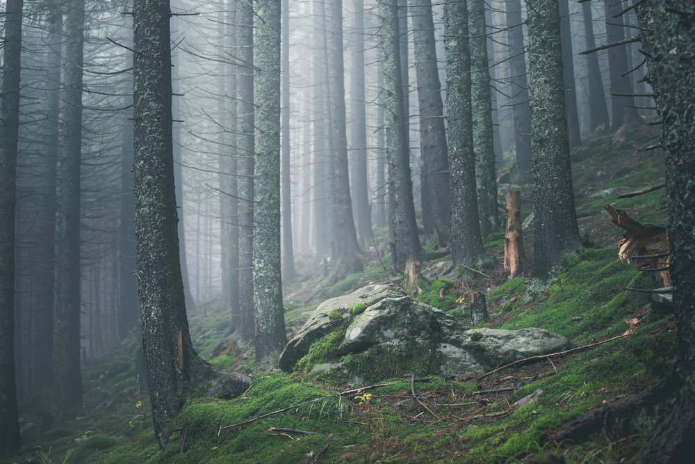 hiking rocky path trail in foggy misty moody woodland