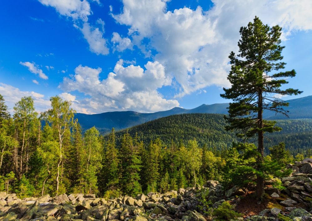 Carpathian Mountain summer landscape with big pine tree, sky with cumulus clouds, fir forest and slide-rocks (Ihrovets, Ukraine).