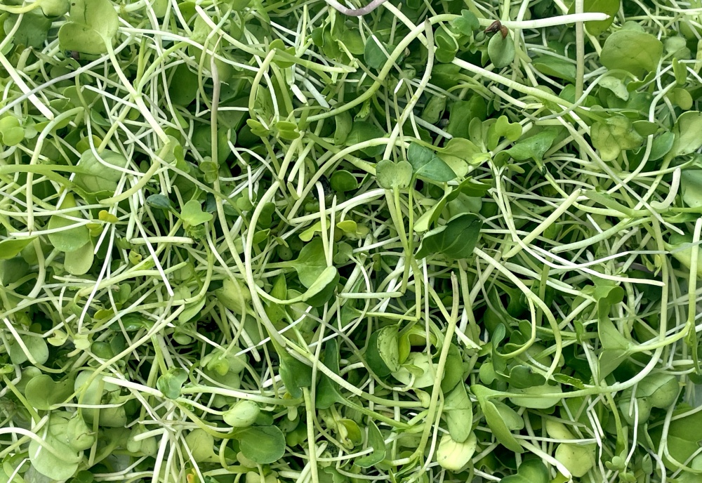 Microgreens background as young shoots and fresh garden sprouts or raw sprout microgreen.
