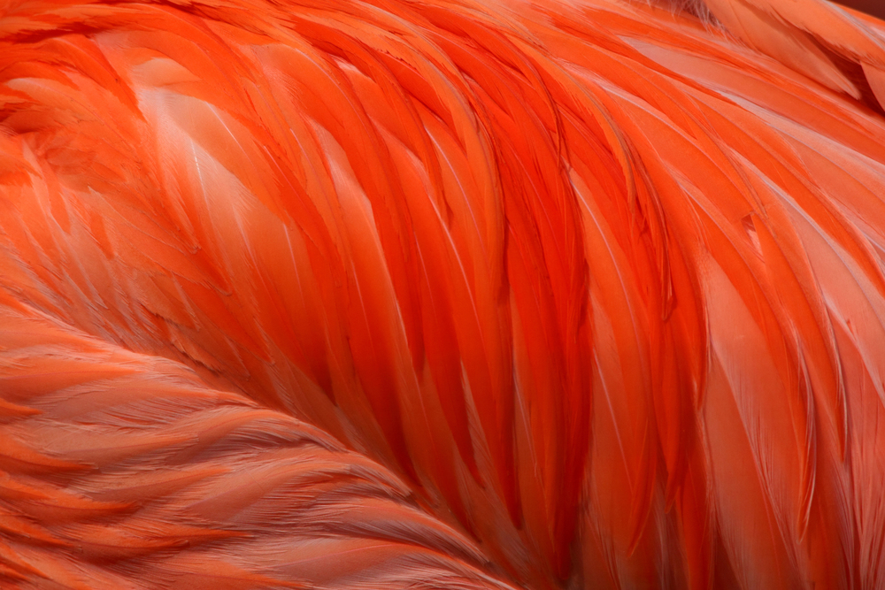 pink plumage
