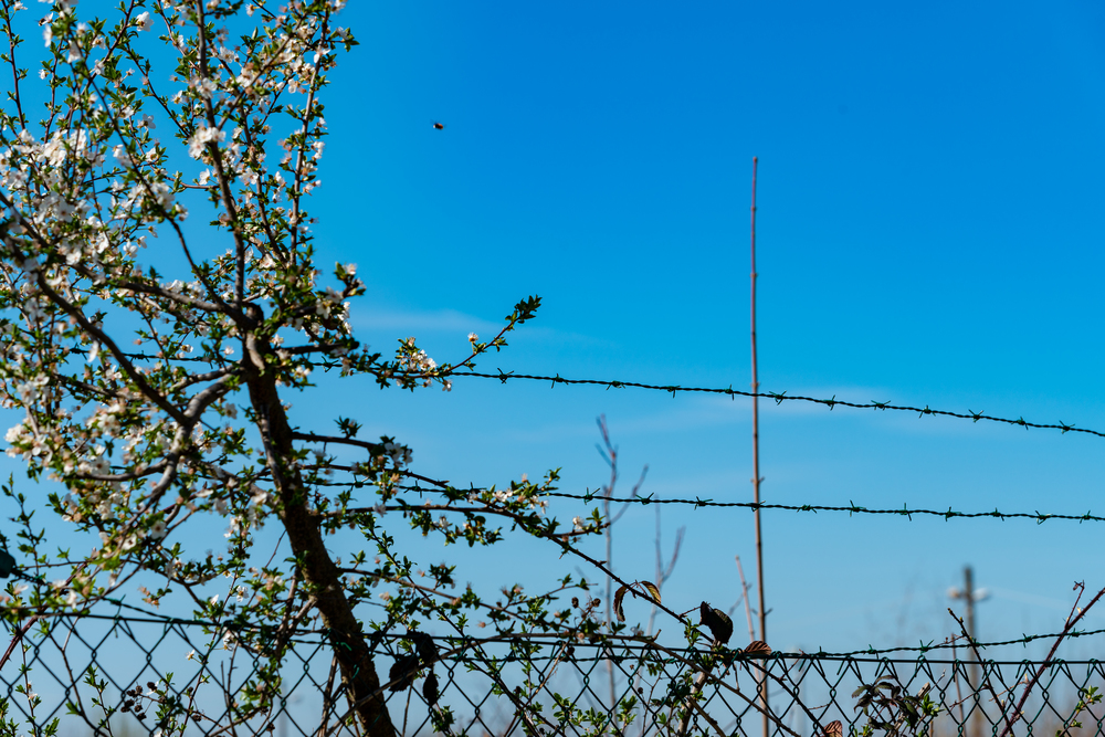 Barbed wire with blue sky