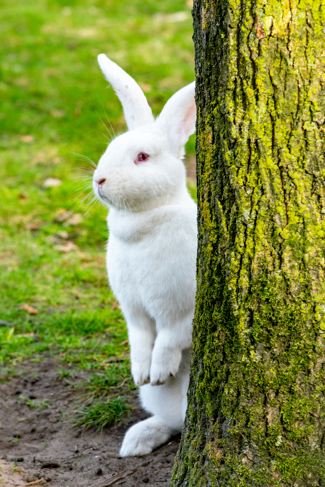 white Rabbit sitting by a tree